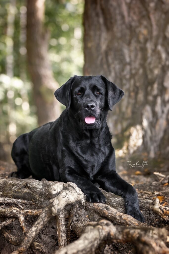 Dark Angel Bella Mare, Labrador Eggershoop, Lilo