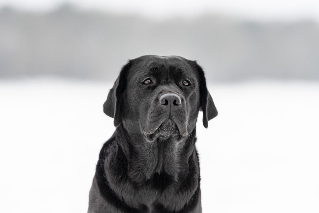 Labradorhündin Dakota vom Eggershoop