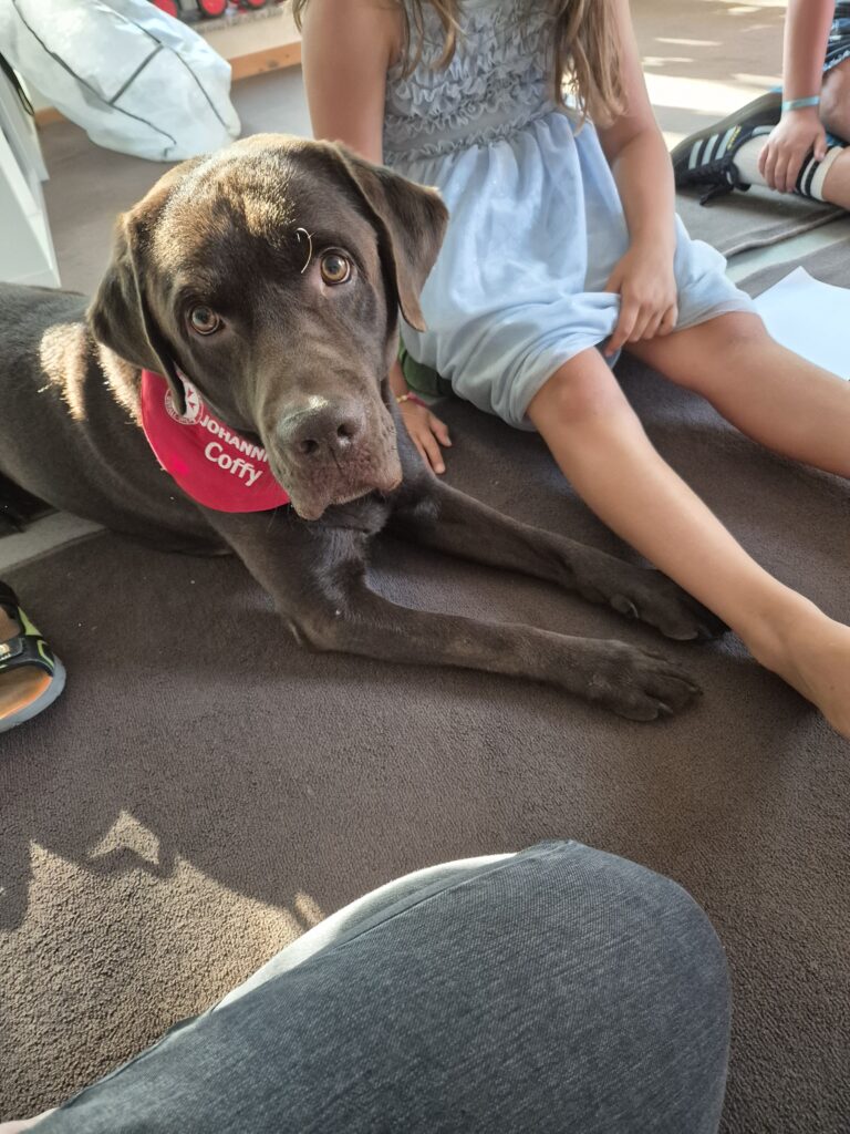Brauner Labrador Coffy, Therapiebegleithund aus der Zucht Eggershoop-Labradore